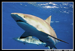 "Hey, I'm watching you!" - Caribbean Grey Reef Shark(s) t... by Davide Vimercati 